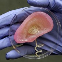 Бионическое ухо напечатали на 3D-принтере