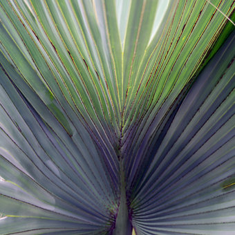 Beijing Botanical Garden