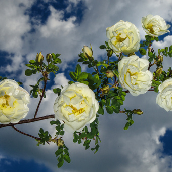 Белая дикая роза в небе с облаками (white wild rose in the sky with clouds)))