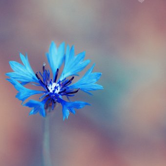 blue cornflower