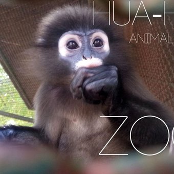 ЦЕНТР СЕЛЕКЦИИ ДИКИХ ЖИВОТНЫХ ИЛИ ZOO В ХУА-ХИН.