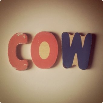 Cow. . .