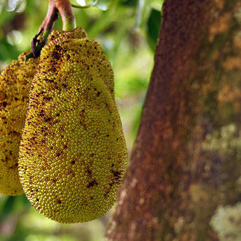 Джекфрут - Jackfruit