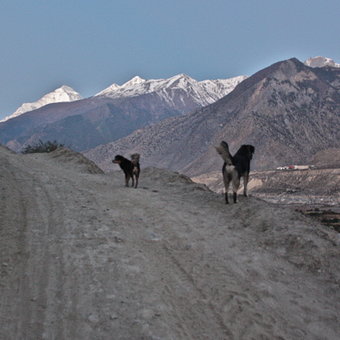 Гималайский трек_День 10: Jomsom (2720)-Kalopani (2530)