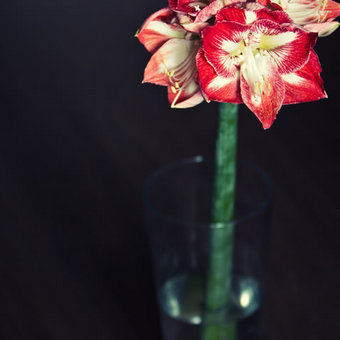 Hippeastrum