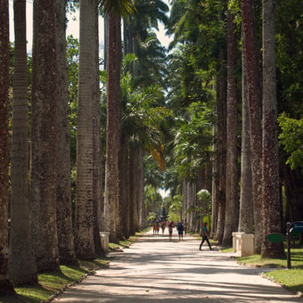 Jardim Botânico do Rio de Janeiro