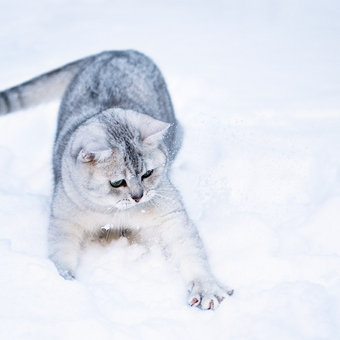 котофотоистория недавней снежной прогулки :)