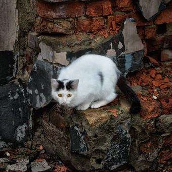 Коты мартовские. Кот альфа самец и два дуэлянта