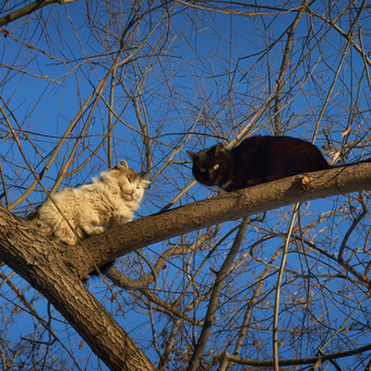 Коты прилетели )))