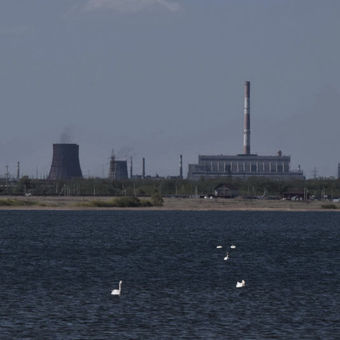 Лебеди в суровом городе.