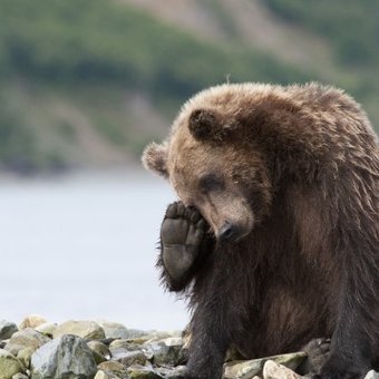 Медведи России.