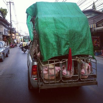 перевозят свинок в Тае