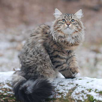 Первый снег для кошки