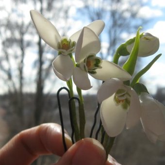 Подснежники. Невестам и выпускницам рекомендуется:)