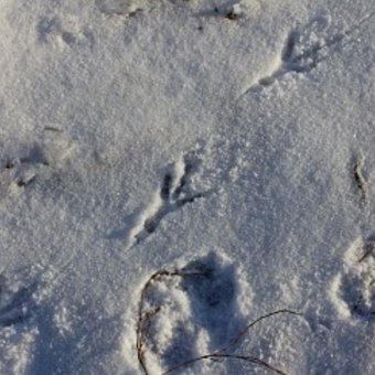 Прогулки - Минск, Чижовское водохранилище