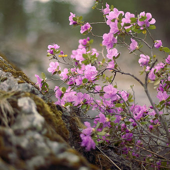 Rhododendron dauricum