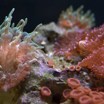 Sao Paulo Aquarium