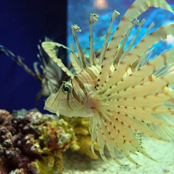 Шанхайский океанариум (Shanghai Ocean Aquarium)