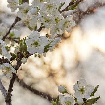 Spring rain