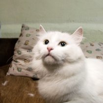 Найдена кошка (Москва, ЮЗАО)