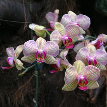 Beijing Botanical Garden, vol. 2 - Orchids