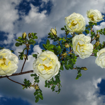 Белая дикая роза в небе с облаками (white wild rose in the sky with clouds)))