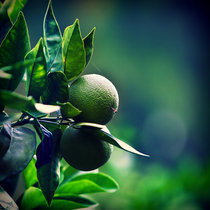 citrus plants by Katerina Karmanovskaya