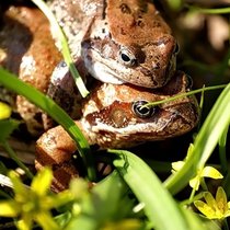 какие однако красавчики попадаются! лягушки