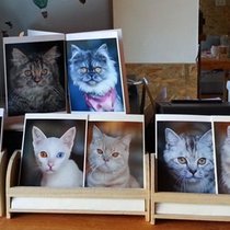 КОШЕЧЬЕ КАФЕ. CATMOSPHERE CAT CAFÉ. ЧТО ПОСМОТРЕТЬ В ЧИАНГ-МАЕ 2016?