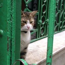 кошки города Стамбула :)))