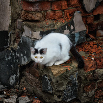 Коты мартовские. Кот альфа самец и два дуэлянта