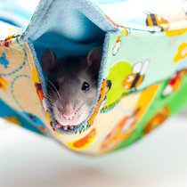 Крыся Нина и её новый подвесной домик!