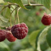 Малина обыкновенная Rubus idaens