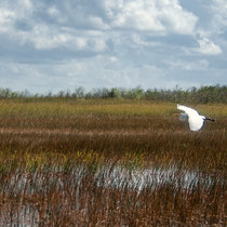 околофотографический lytdybr и немного фауны флоридских болот