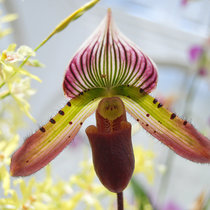 Орхидариум - Orquidário do Jardim Botânico, Rio de Janeiro