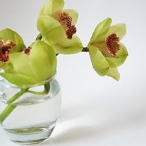 Орхидеи. Без открыток)