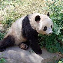 Пекинский зоопарк - Beijing Zoo (北京动物园)