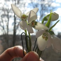 Подснежники. Невестам и выпускницам рекомендуется:)