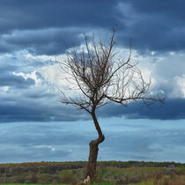 Портрет одиноко стоящего дерева.