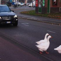 Прогулка по Амстердаму с дикими гусями