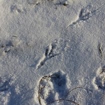 Прогулки - Минск, Чижовское водохранилище