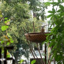 Птички на балконе.
