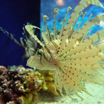 Шанхайский океанариум (Shanghai Ocean Aquarium)