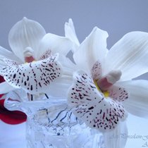 Шпилька орхидея цимбидиум.