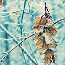 stay for the winter by Katerina Karmanovskaya