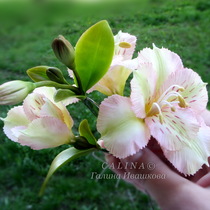 Свадебный комплект шпилек Альстромерия, холодный фарфор ( завязь, бутон, цветы).