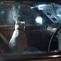 "the silence of dogs in cars"