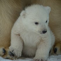 В Новосибирском зоопарке родился белый медвежонок