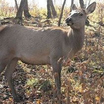 В Якутии чиновников из Минприроды уволили за браконьерство