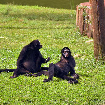 Zoológico de Sorocaba